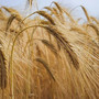 Semi liberi e filiera condivisa a Monastero Bormida Semi liberi e filiera condivisa a Monastero Bormida