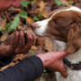 Cani antiveleno in azione nelle campagne per proteggere i segugi