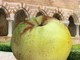 Viviamo in un posto bellissimo dove spicca il verde di Vezzolano