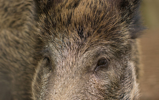 Il Piemonte stanzia oltre 3,6 milioni di euro per risarcire gli agricoltori danneggiati dalla fauna selvatica