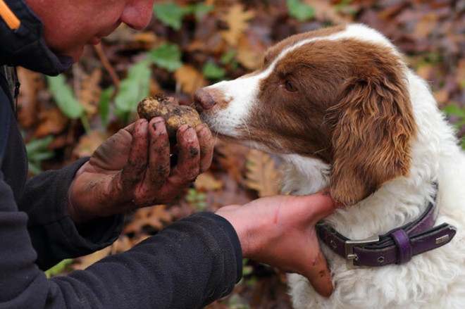 Cani antiveleno in azione nelle campagne per proteggere i segugi