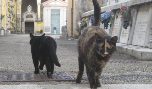 Atti vandalici al cimitero di Asti, opposizione all’attacco: “Vigilanza insufficiente, a rischio la colonia felina” Atti vandalici al cimitero di Asti, opposizione all’attacco: “Vigilanza insufficiente, a rischio la colonia felina”