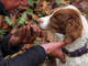 Cani antiveleno in azione nelle campagne per proteggere i segugi Cani antiveleno in azione nelle campagne per proteggere i segugi