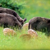 Cinghiali in Piemonte: abbattimenti insufficienti e allarme peste suina