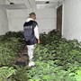 Nuova piantagione di marijuana scoperta a Vigliano d'Asti: sequestrate 762 piante e 65 chilogrammi di infiorescenze già essiccate