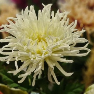 In foto un crisantemo In foto un crisantemo