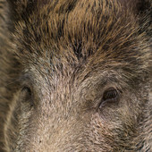 Il Piemonte stanzia oltre 3,6 milioni di euro per risarcire gli agricoltori danneggiati dalla fauna selvatica