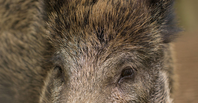 Il Piemonte stanzia oltre 3,6 milioni di euro per risarcire gli agricoltori danneggiati dalla fauna selvatica