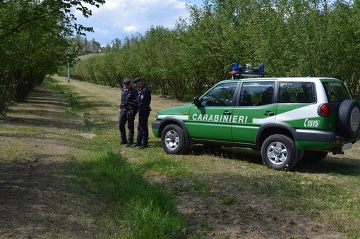 Antiparassitari in agricoltura: i controlli dei Carabinieri Forestale per proteggere le api
