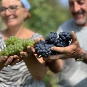 Vendemmia 2026, nella Granda la raccolta parte in anticipo: si inizia con uve Pinot nero e Chardonnay