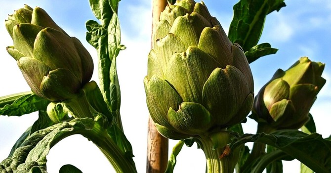 Viviamo in un posto bellissimo che da oggi vede la primavera Viviamo in un posto bellissimo che da oggi vede la primavera