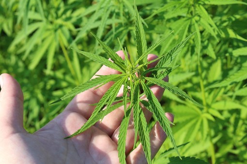 Cosa succede al commercio di cannabis light dopo l’approvazione del decreto sicurezza? Lo spiega un’azienda in provincia di Asti