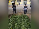 Finanzieri con le piante rinvenute Finanzieri con le piante rinvenute