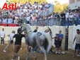 Le foto della cerimonia della bandiera e del giubilo in pista (Merphefoto) Le foto della cerimonia della bandiera e del giubilo in pista (Merphefoto)
