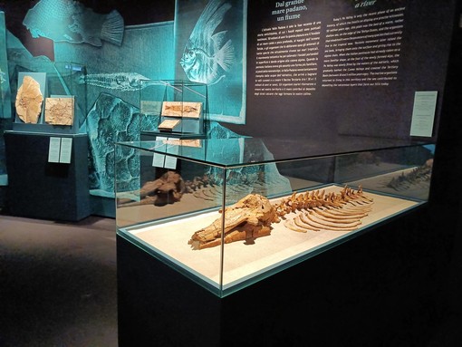 Uno dei molti reperti fossili custoditi al Museo Paleontologico dell'Astigiano