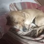 Diana cerca casa: appello da Bibiana per una dolcissima cagnolina