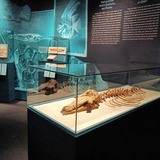 Uno dei molti reperti fossili custoditi al Museo Paleontologico dell'Astigiano