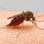 Bra: al via gli interventi di disinfestazione delle zanzare Bra: al via gli interventi di disinfestazione delle zanzare