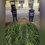 Finanzieri con le piante rinvenute