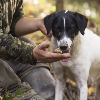 Il Piemonte pianifica il futuro del tartufo: “Tuber Next Gen 2025” fa tappa anche ad Asti