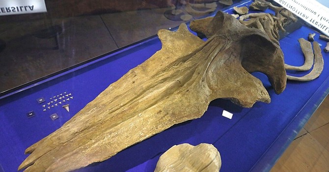 I resti della balenottera, uno dei reperti più importanti tra quelli custoditi nel Museo Paleontologico Astigiano