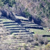 Terrazzamenti montani, al Cuneese la quota più alta dei fondi regionali Terrazzamenti montani, al Cuneese la quota più alta dei fondi regionali