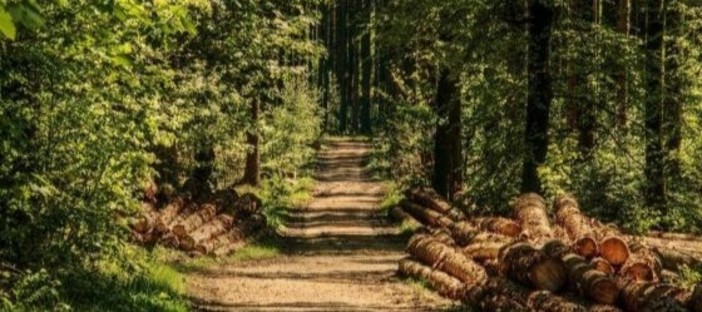 Caro energia, Confagricoltura Piemonte: “Dalle foreste un contributo per ridurre la dipendenza dai combustibili fossili” Caro energia, Confagricoltura Piemonte: “Dalle foreste un contributo per ridurre la dipendenza dai combustibili fossili”