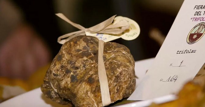 Fiera internazionale del Tartufo Bianco di Murisengo Monferrato