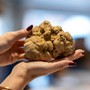 Alba, il futuro della Fiera del Tartufo tra clima, ricerca e territorio: il 24 ottobre incontro organizzato dal Partito Democratico Alba, il futuro della Fiera del Tartufo tra clima, ricerca e territorio: il 24 ottobre incontro organizzato dal Partito Democratico
