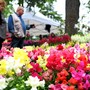 Domenica 10 maggio a Fossano è di scena Expoflora