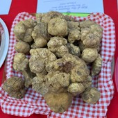 San Damiano, il tartufo guarda a dicembre: slitta di un mese la Fiera nazionale del Bianco