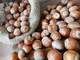 Nocciola Tonda Gentile: un progetto per salvare l'eccellenza piemontese