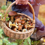 Funghi, la sicurezza comincia dalla raccolta: i consigli per evitare le intossicazioni Funghi, la sicurezza comincia dalla raccolta: i consigli per evitare le intossicazioni