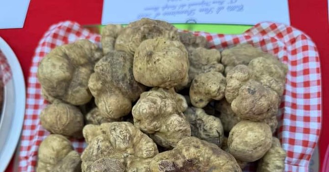 San Damiano, il tartufo guarda a dicembre: slitta di un mese la Fiera nazionale del Bianco