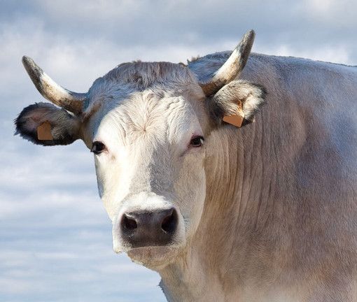 Fiera Nazionale di Sua Maestà il Bue Grasso di Moncalvo: il grande rito d’inverno del Monferrato