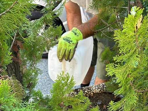 Il lavoro alle fioriere iniziato dai consiglieri di minoranza