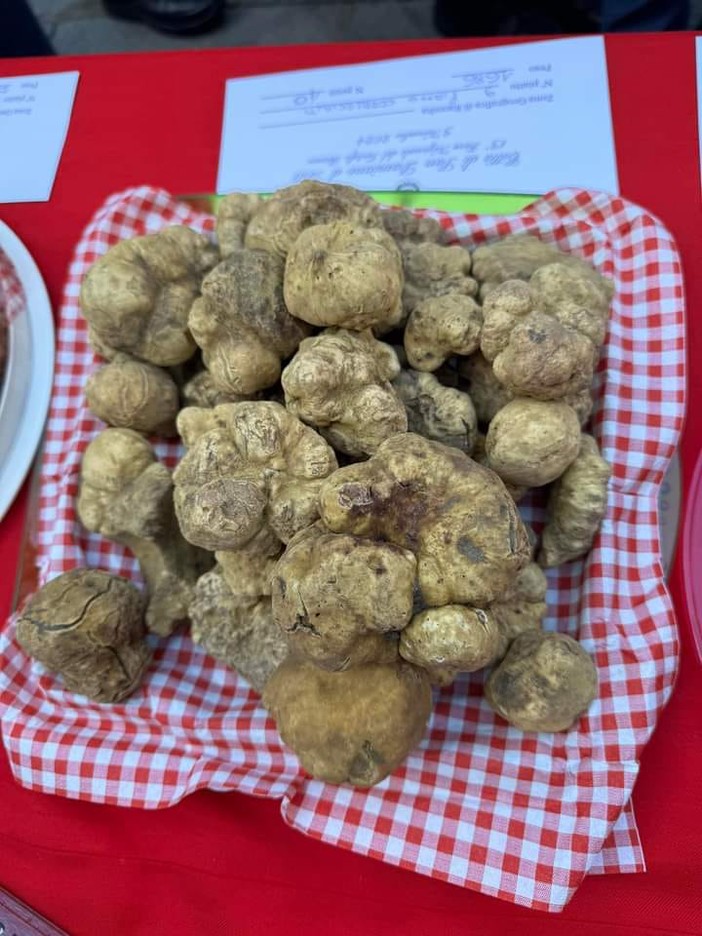 San Damiano, il tartufo guarda a dicembre: slitta di un mese la Fiera nazionale del Bianco San Damiano, il tartufo guarda a dicembre: slitta di un mese la Fiera nazionale del Bianco