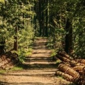 Caro energia, Confagricoltura Piemonte: “Dalle foreste un contributo per ridurre la dipendenza dai combustibili fossili” Caro energia, Confagricoltura Piemonte: “Dalle foreste un contributo per ridurre la dipendenza dai combustibili fossili”