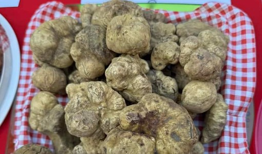 San Damiano, il tartufo guarda a dicembre: slitta di un mese la Fiera nazionale del Bianco San Damiano, il tartufo guarda a dicembre: slitta di un mese la Fiera nazionale del Bianco