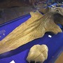 I resti della balenottera, uno dei reperti più importanti tra quelli custoditi nel Museo Paleontologico Astigiano I resti della balenottera, uno dei reperti più importanti tra quelli custoditi nel Museo Paleontologico Astigiano