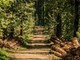 Caro energia, Confagricoltura Piemonte: “Dalle foreste un contributo per ridurre la dipendenza dai combustibili fossili” Caro energia, Confagricoltura Piemonte: “Dalle foreste un contributo per ridurre la dipendenza dai combustibili fossili”