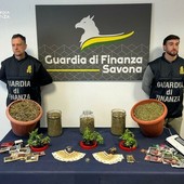 Astigiano arrestato dalla Finanza di Savona: trovato in possesso di oltre 3 chili di marijuana Astigiano arrestato dalla Finanza di Savona: trovato in possesso di oltre 3 chili di marijuana