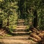 Caro energia, Confagricoltura Piemonte: “Dalle foreste un contributo per ridurre la dipendenza dai combustibili fossili”