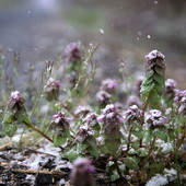 METEO / Settimana all'insegna del bel tempo, ma freddo in arrivo a Capodanno METEO / Settimana all'insegna del bel tempo, ma freddo in arrivo a Capodanno