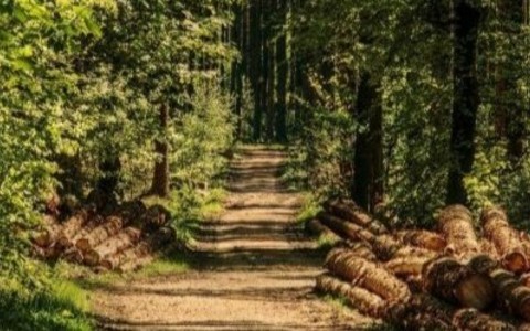 Caro energia, Confagricoltura Piemonte: “Dalle foreste un contributo per ridurre la dipendenza dai combustibili fossili”