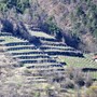 Terrazzamenti montani, al Cuneese la quota più alta dei fondi regionali