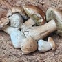 Andar per funghi in autunno: ecco a cosa servono e come raccoglierli Andar per funghi in autunno: ecco a cosa servono e come raccoglierli