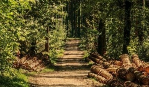 Caro energia, Confagricoltura Piemonte: “Dalle foreste un contributo per ridurre la dipendenza dai combustibili fossili” Caro energia, Confagricoltura Piemonte: “Dalle foreste un contributo per ridurre la dipendenza dai combustibili fossili”