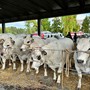 Dopo la Rassegna Bovina di Alba: "Ora valorizziamo tutta la filiera della carne" Dopo la Rassegna Bovina di Alba: "Ora valorizziamo tutta la filiera della carne"
