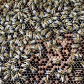 Foto di Lorenzo Lazzarato per la mostra fotografica MioAstigiano